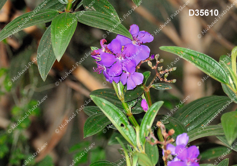 Tibouchina granulosa